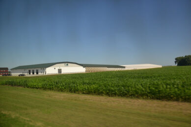 Near the small village of Murdoch, approximately 175 km west of Minneapolis, is Minnesota's largest dairy cow farm, which is one of the USA's largest herds of 9,500 cows. Photo: Aage Krogsdam