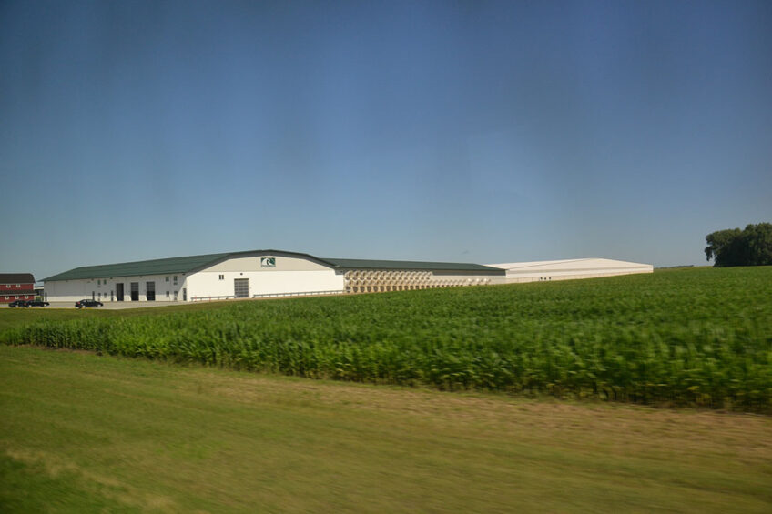 Near the small village of Murdoch, approximately 175 km west of Minneapolis, is Minnesota's largest dairy cow farm, which is one of the USA's largest herds of 9,500 cows. Photo: Aage Krogsdam