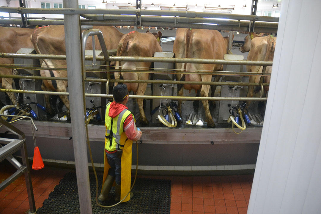 There is a large milking carousel with room for 106 cows. It runs 22 hours a day. All cows are milked twice a day and it takes 7 minutes. One worker sprays disinfectant on each cow's udder, another wipes the teats with a paper towel, and a third attaches suction cups to the teats for milking. Photo: Aage Krogsdam