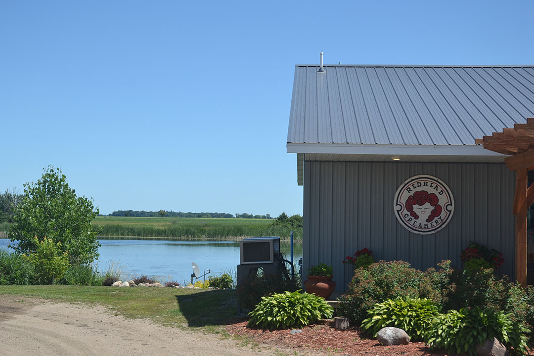 In 2014, the first milk from the milking barn entered the cheese dairy and the first batch of cheddar was produced.  Photos: Aage Krogsdam and Katie Knapp