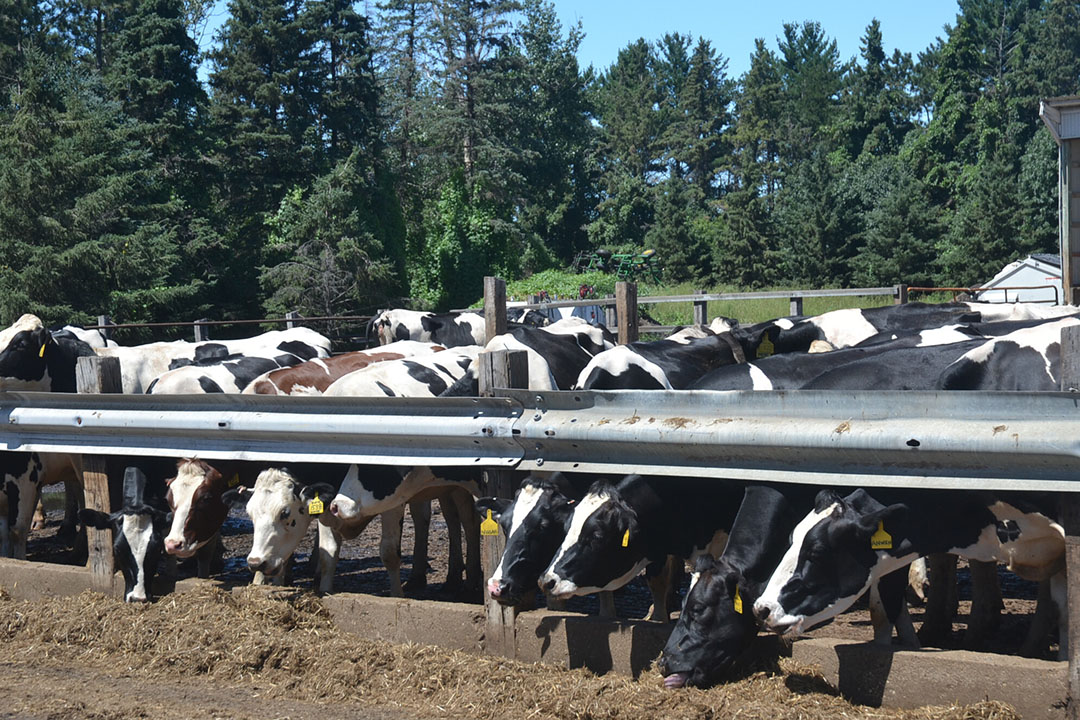 On the farm, 80% of the cows are Holstein and the rest are Brown Swiss dairy cows. They produce 2 million litres of milk annually.  Photos: Aage Krogsdam and Katie Knapp