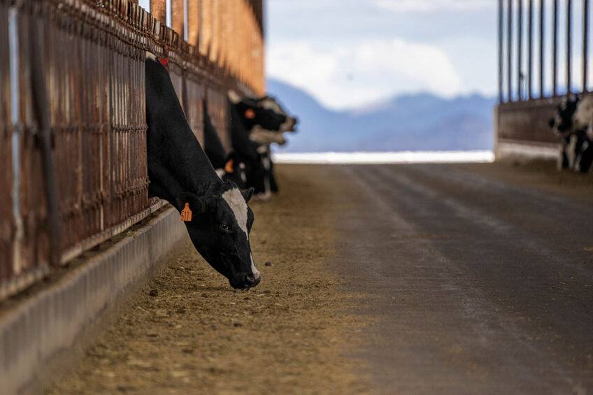 Shift changes also allowed for the herd to go to 4x milking, thus, generating more income without adding any additional labour costs. Photo: Canva