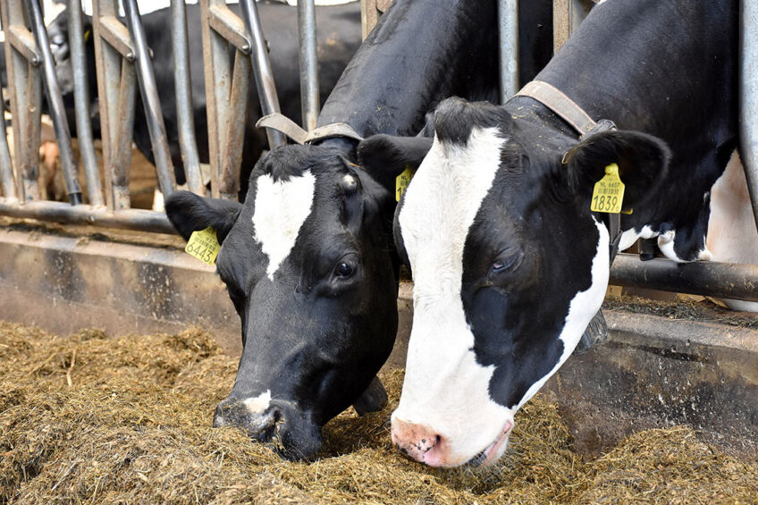 When diet crude protein levels are too low, cow performance can be reduced if the cow’s metabolisable protein requirements are not met. Photo: Chris McCullough