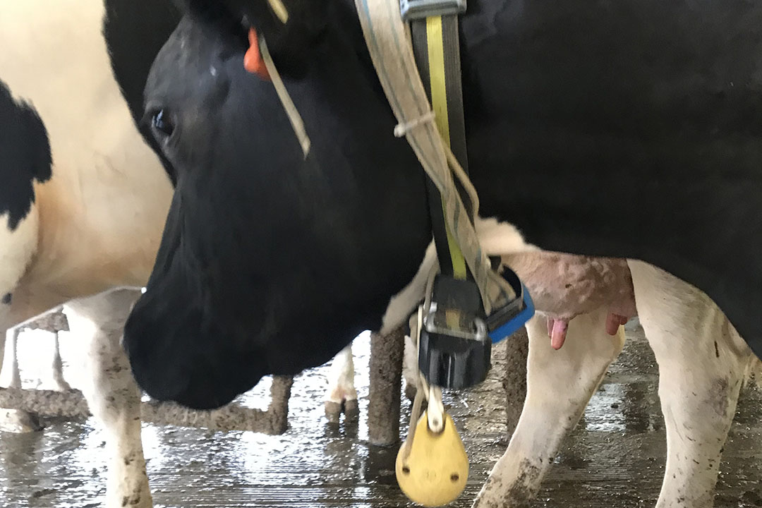 The data being gathered includes individual cow feed intake and milk production, but also body weight – and from sensors (here around the neck), body temperature, feeding behaviour and locomotion data. Photo: Dr James Koltes at Iowa State University.