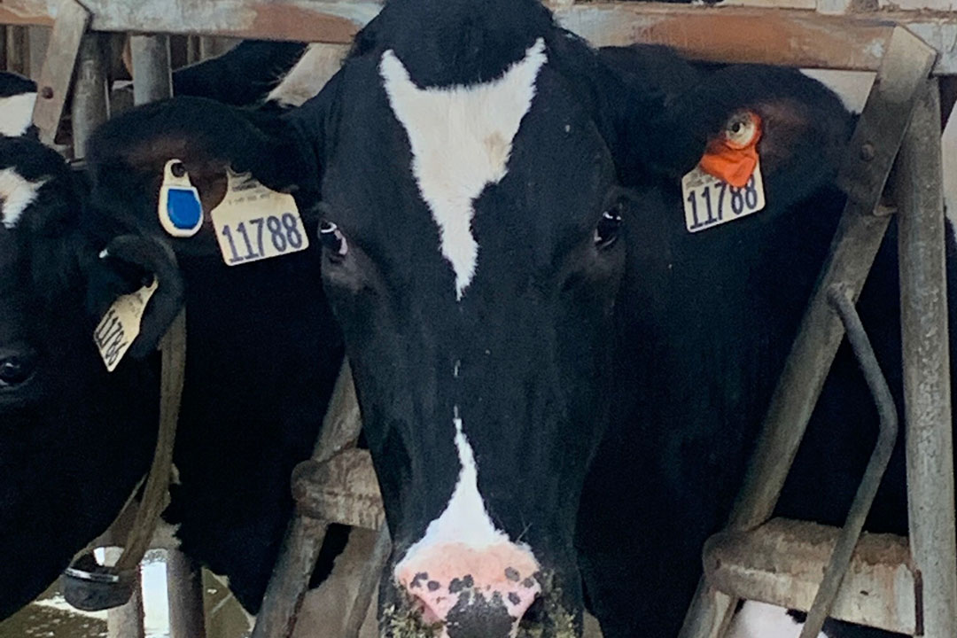 Sensors on the ears - feed intake index that uses sensors to predict feed intake on individual cows. Photo: Dr James Koltes at Iowa State University.