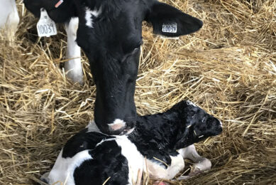 Breeding for more feed-efficient cows could save the US dairy sector $540 million USD a year with no loss in milk production. Photo: Dr James Koltes at Iowa State University.