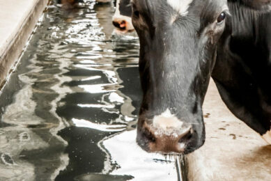 High-producing lactating cows and heat stress