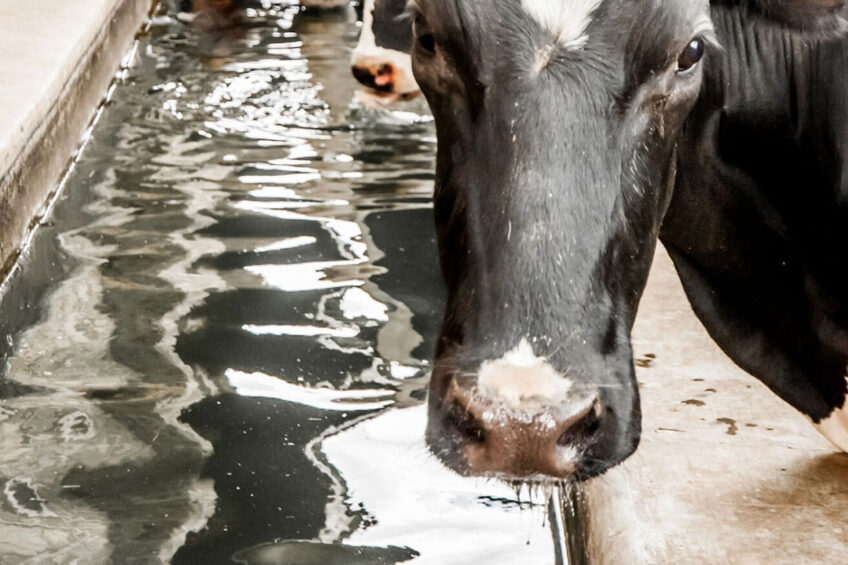High-producing lactating cows and heat stress