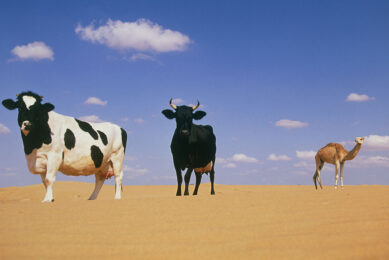 Desert livestock. Two domestic cows (Bos taurus) and a dromedary camel (Camelus dromedarius) in the desert. Like the familiar cow, the dromedary is a domesticated animal. It is used as a beast of burden, while the cow is farmed for its milk, meat and hide. Photographed in Dubai, United Arab Emirates.