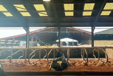 The farm  has several stables. In 2014, a new barn was built for more than 200 cows. The farmer then purchased more cows. Photo: Marleen Purmer