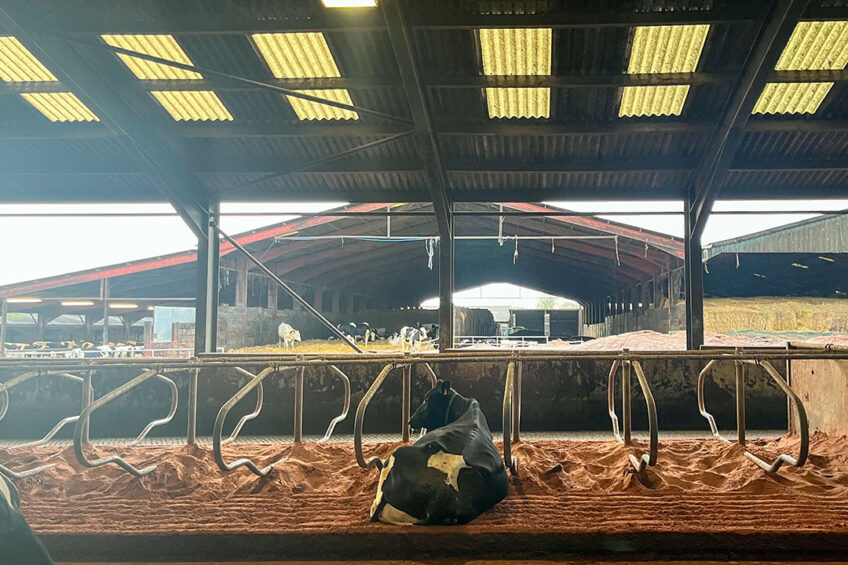 The farm  has several stables. In 2014, a new barn was built for more than 200 cows. The farmer then purchased more cows. Photo: Marleen Purmer