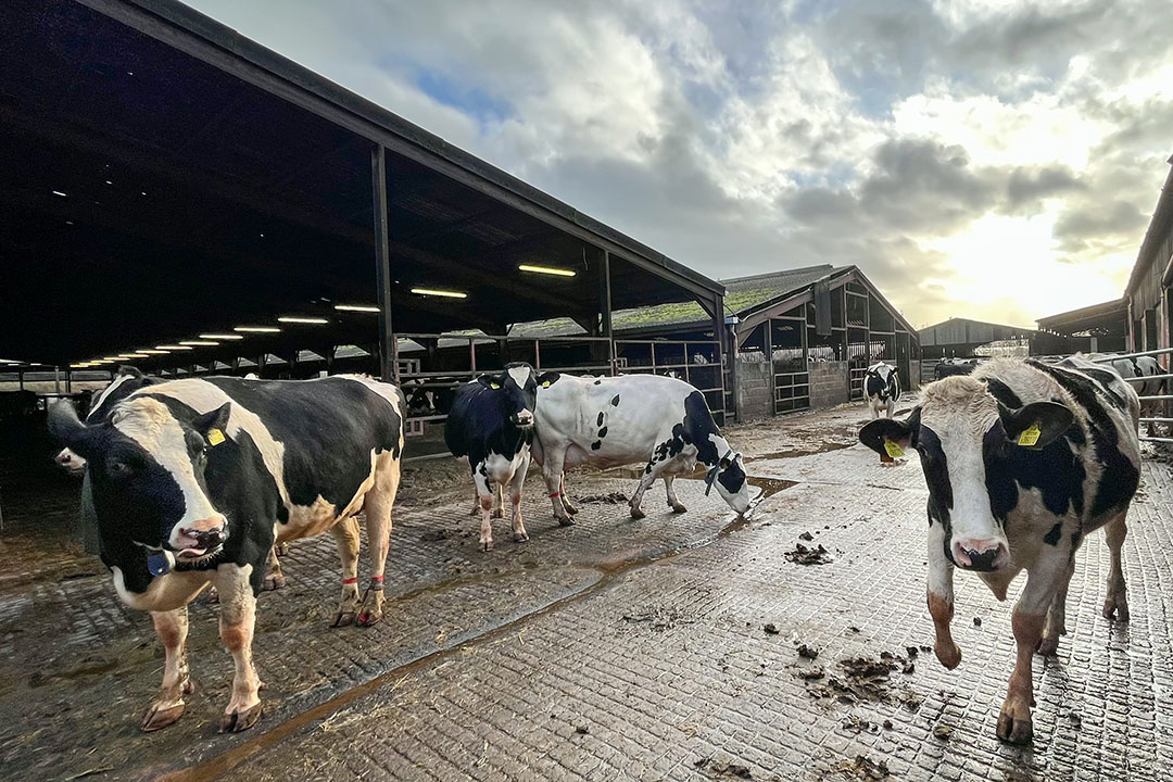 The dairy cows walk between the stables. They do not graze. The farmer thinks it is more important to keep control over the feed intake of the cows. Photo: Marleen Purmer