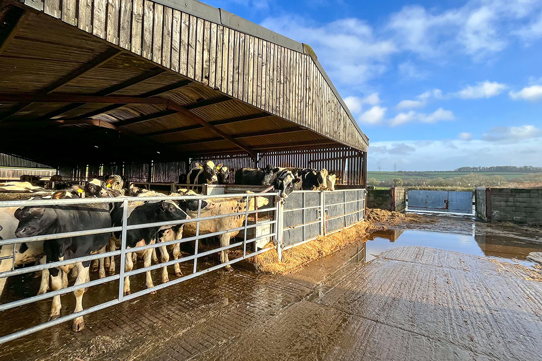 In order to achieve a calving interval of 370, the farmer makes is particular in his breeding planning. He only uses sexed semen and Belgian Blue. Photo: Marleen Purmer