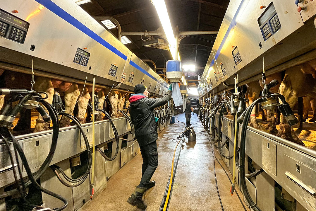The 2x14 side by side milking parlour with rapid exit dates from 2001. A milking session takes 5 hours from start to finish. In addition to the contract with the dairy plant, the dairy farmer has a contract with supermarket chain Tesco. Photo: Marleen Purmer