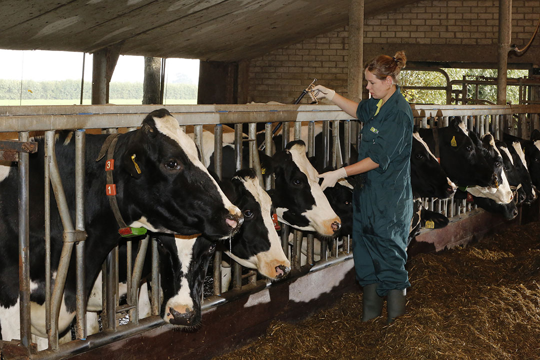 Over 500 counties in the US have unfilled veterinarian positions. Photo: Henk Riswick