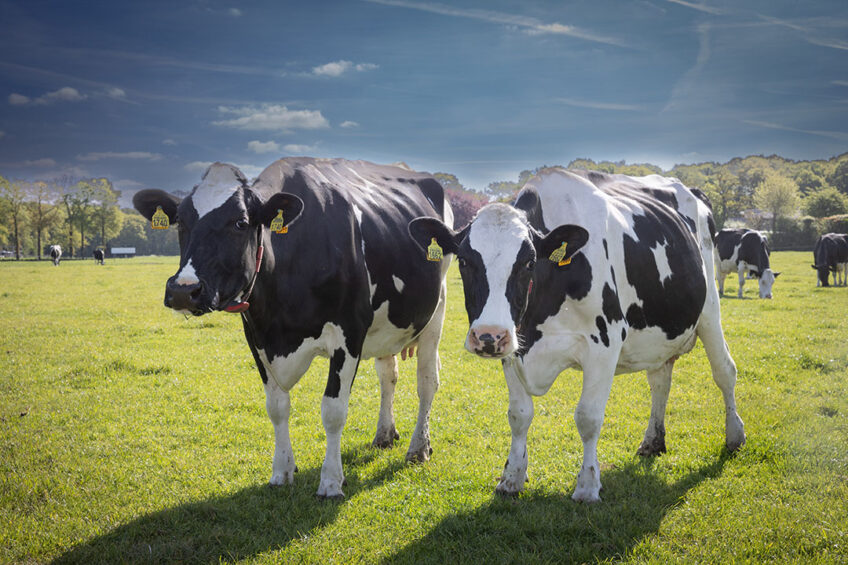 Cows with a one-point higher score for EnviroCow don’t just produce 10% less methane in their enteric emissions – they also consume 10% less feed and produce a massive 33% higher weight of fat and protein in their lifetime than the average cow. Photo: Peter Roek
