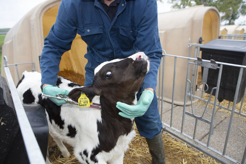 Of the roughly 22,000 veterinary surgeons practising in Germany, only 3,500 are still involved in the care of agricultural livestock. Photo: Ton Kastermans