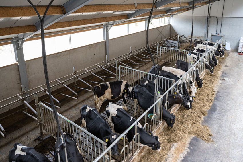 If cows are housed, split the daily feed and deliver 60% in the evening when cows are more likely to feed. Photo: Michel Velderman
