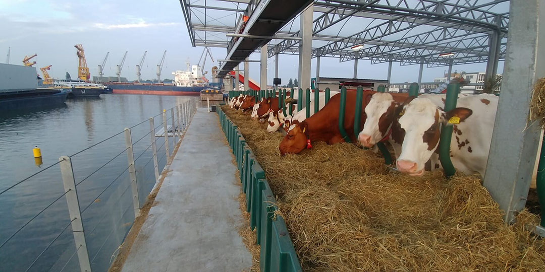 The cows are fed a TMR plus residual feedstuffs from the nearby brewery and vegetables from the city. Photo: Floating Farm