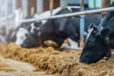 Nutritional strategies to reduce the cow’s carbon footprint can act directly or indirectly within the cow, while presenting different economic considerations for producers. Photo: Shutterstock