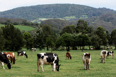 By the time the last cows get back to the paddock, nearly 40% of the pasture dry matter is gone. Photo: Dairy Australia