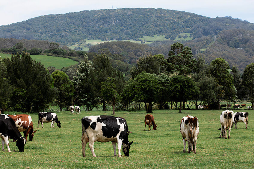 By the time the last cows get back to the paddock, nearly 40% of the pasture dry matter is gone. Photo: Dairy Australia