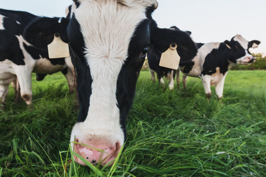 Many dairy farmers had different ideas about what sustainability meant and there were various levels of awareness. Photo: Canva