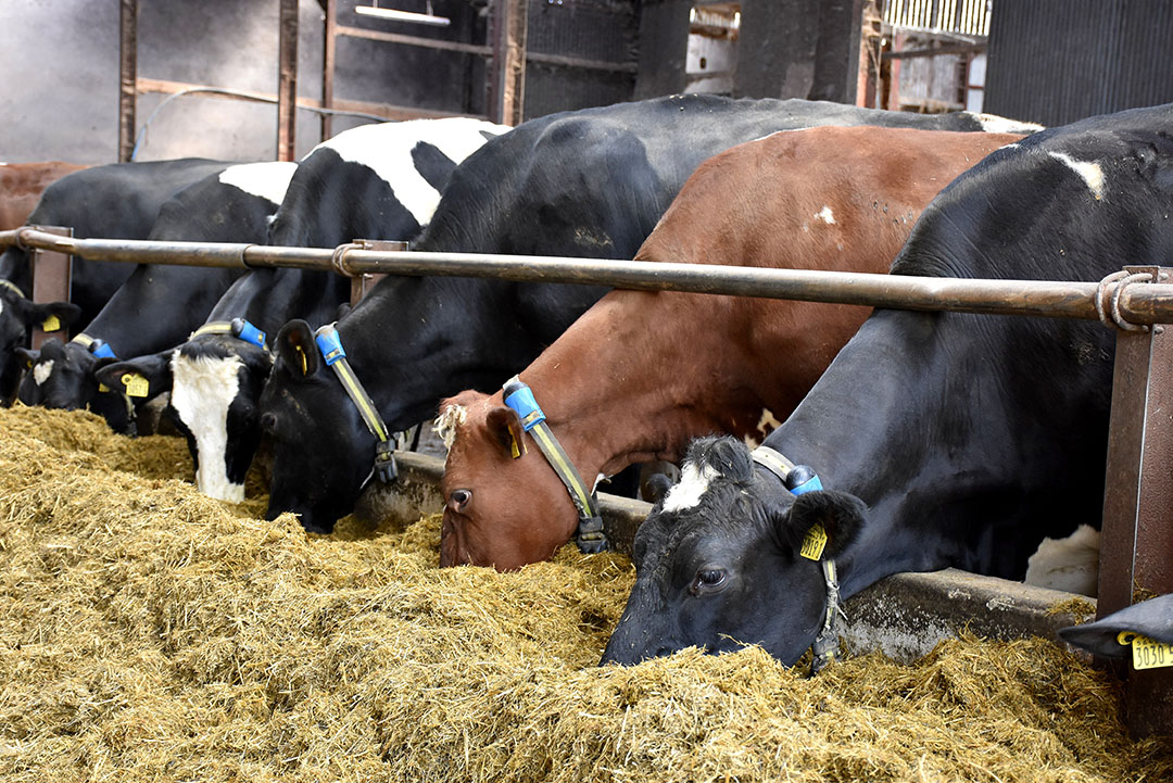 Replacement cows for the Kelso herd were sourced in Denmark.
