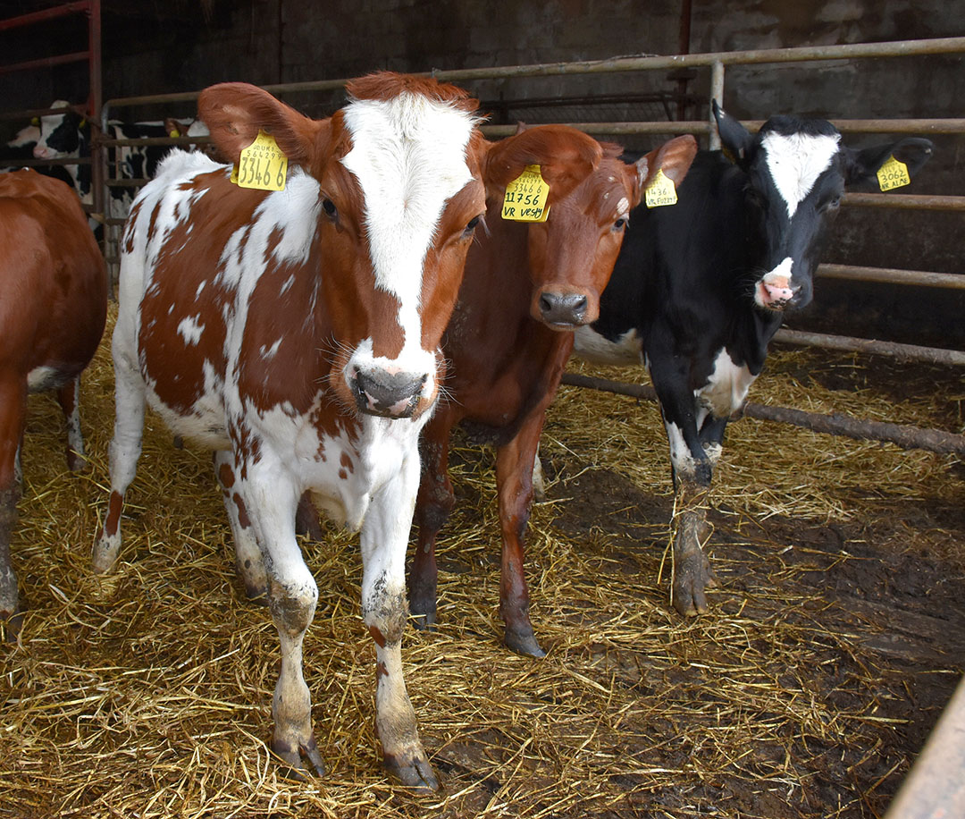 The VikingRed calves are very alert and easily calved.