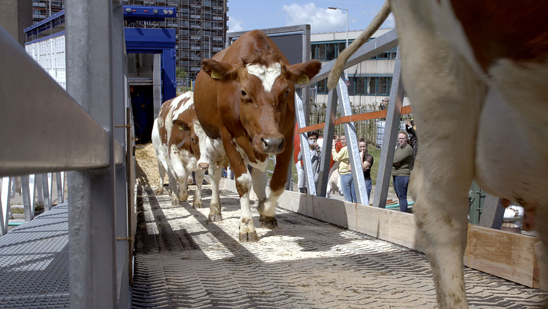 The cows on their way to graze via the ramp. Photo: Floating Farm