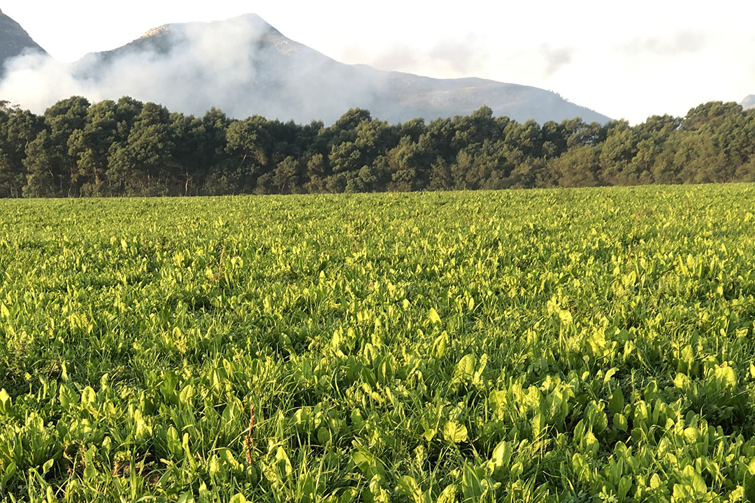 In winter, pasture is at its most robust with chicory, clover and ryegrass. Photo: Lindi Botha
