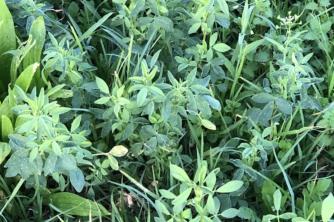 A typical mixed pasture on the Biggs farm. The lucerne is on its way up while the perennial ryegrass starting its growth decline. Photo: Lindi Botha