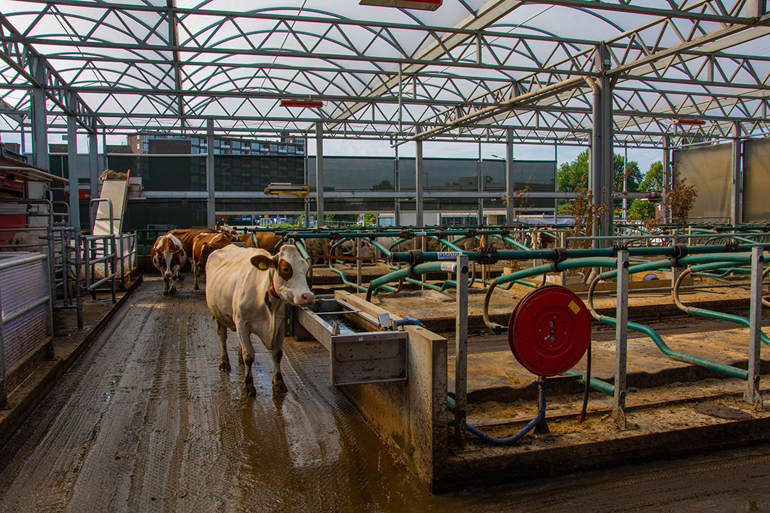 The farm has a manure robot to ‘soak up’ the manure and take it to the manure separator. Photo: Floating Farm