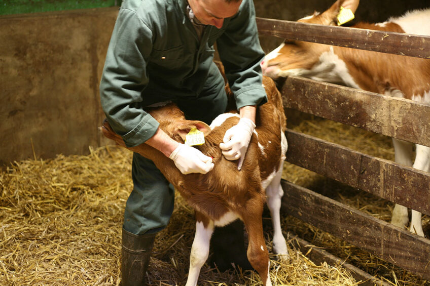 In the long run the lack of imported vaccines in Russia could worsen the situation around animal diseases, directly impacting the profitability of milk farms. Photo: Misset AV Team