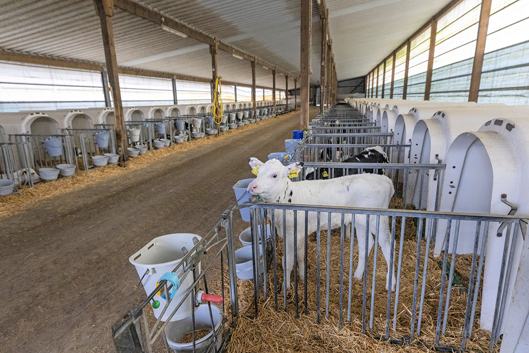 The calves are in igloos for the first four weeks, after which the heifer calves go in small groups.