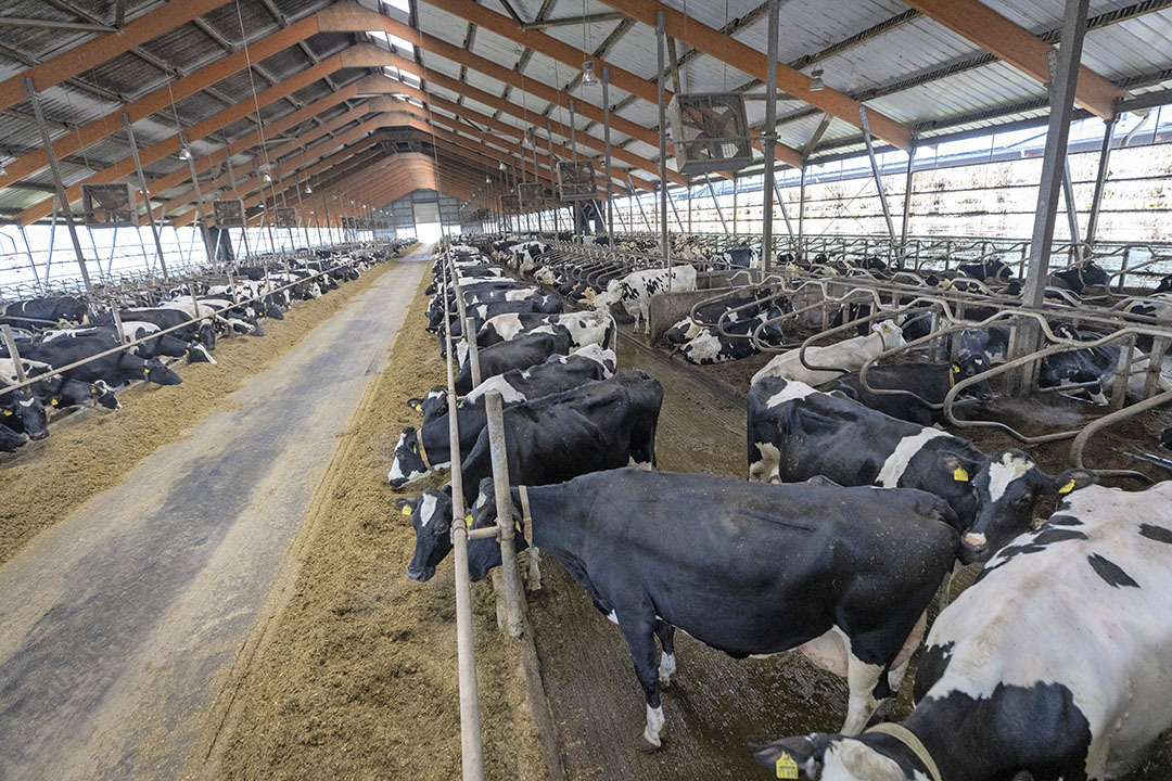 The 3+3 cubicle barn has a simple design. The total mixed ration consists of silage maize, grass silage, maize flour, soya and rapeseed meal and minerals.