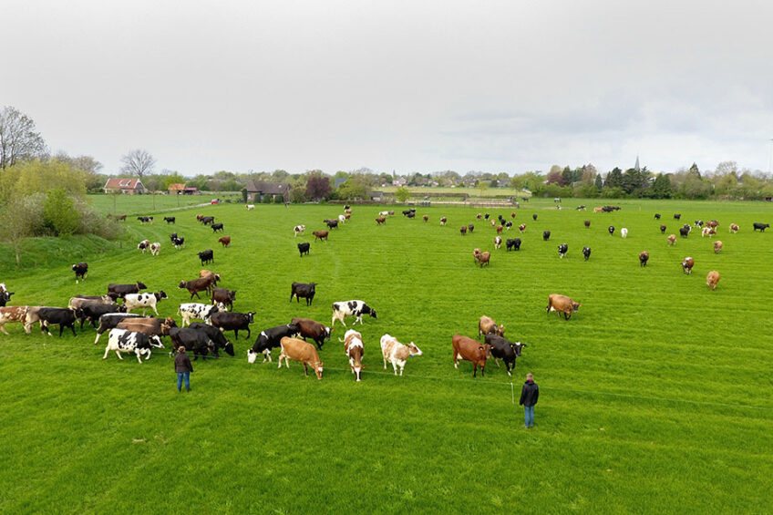 Organic Valley launched a pilot program that uses satellite imagery and a computer software pro¬gram to estimate pasture growth and health in real time for their dairy farms, to support intensive rotational grazing. (Generic) Photo: Henk Riswick