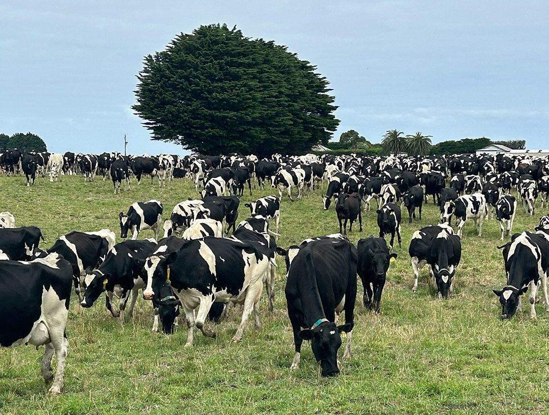 Cows have to walk sometimes 5km each way on Paul's farm to be milked.