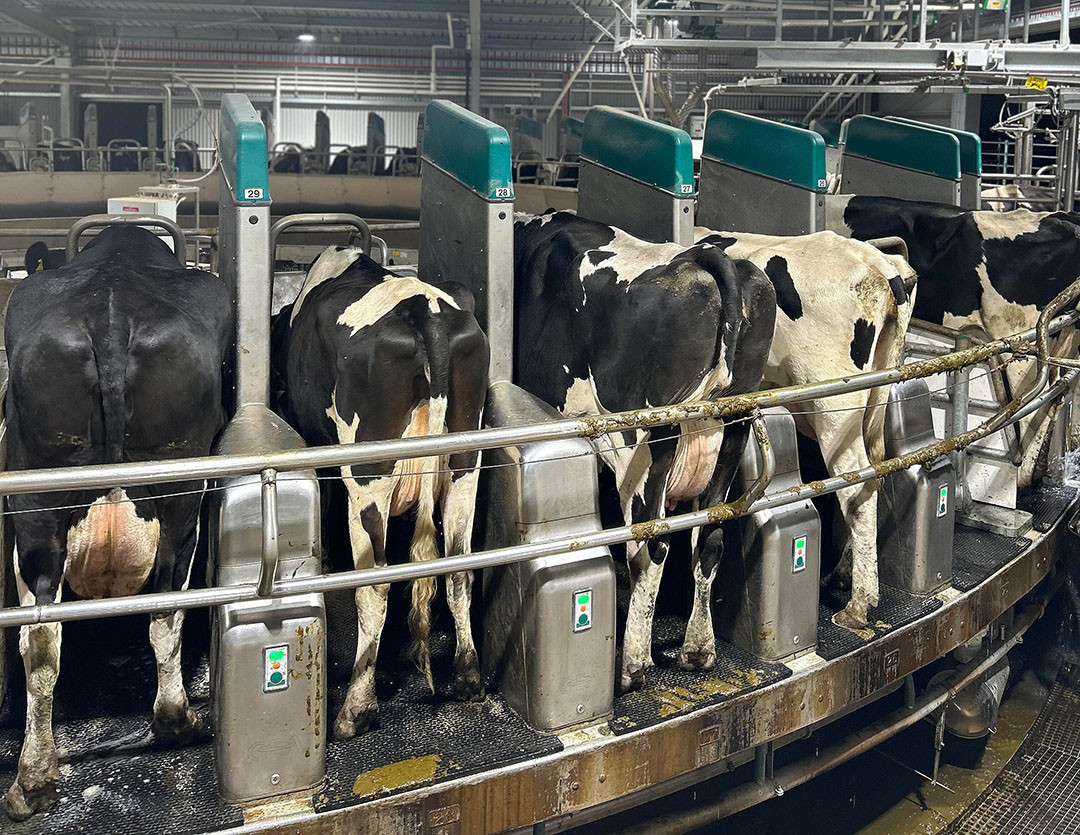 The new rotary milking unit can hold 40 cows.