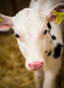 Establishing a healthy rumen microbial population as early as possible is critical in the young calf.