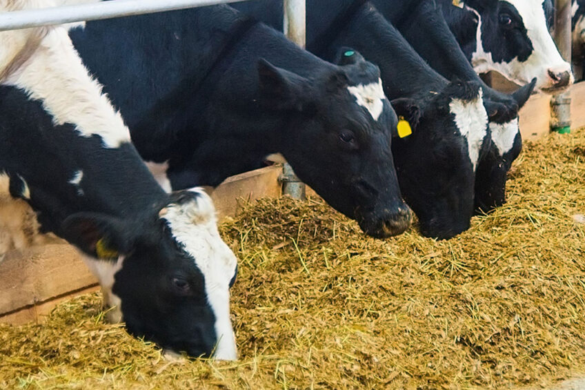Feeding animals with uniform, high-quality silage for the entire year is crucial to maximising efficiency. Photo: Canva
