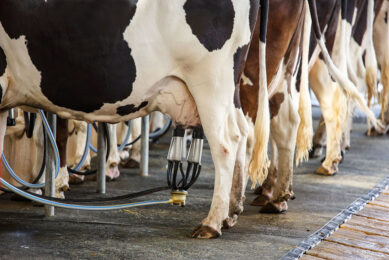 The Vetscan Rapid Mastigram+ test can identify Gram-positive bacteria in the time between milkings. Photo: Canva