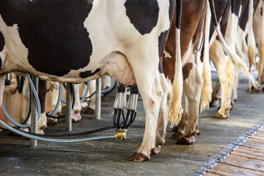 The Vetscan Rapid Mastigram+ test can identify Gram-positive bacteria in the time between milkings. Photo: Canva