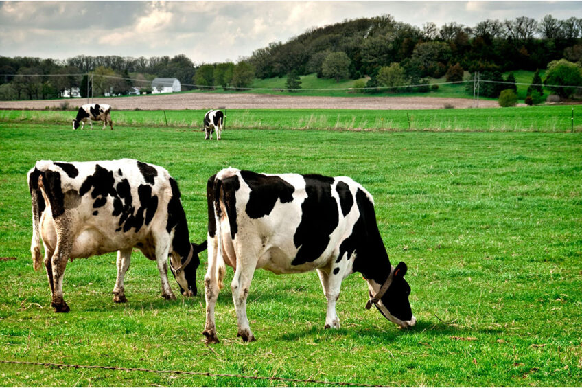 Haselbury Plucknett's  move to regenerative farming came when their cows actively sought out an area of a field to graze that had not been sprayed, which led them to go down the organic route. Photo: Canva