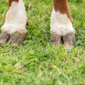 The amino acids cysteine and methionine, which contain sulphur, are essential for promoting the structural and functional integrity of the hoof.
