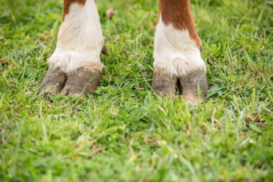 The amino acids cysteine and methionine, which contain sulphur, are essential for promoting the structural and functional integrity of the hoof.