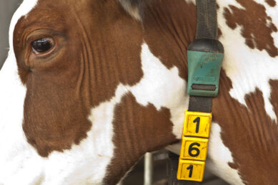 IoT devices can precisely assess the inputs and management of dairy farms in real-time, improving accuracy and saving time for farmers. Some of the visible examples of this in our dairy industry are the millions of wearable devices such as collars and eartags. Photo: Koos Groenewold