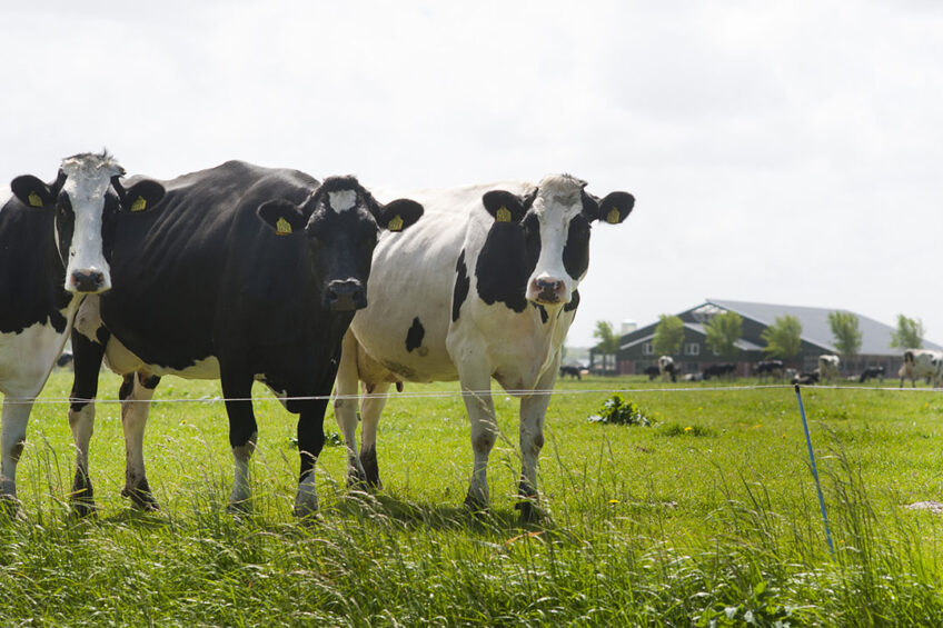 In dairy cows the pain experienced from lameness acts as a stressor, thus increasing serum cortisol level. Photo: Wick Natzijl