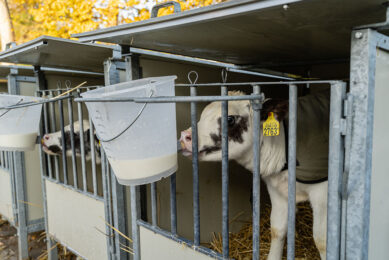 Diagnosing bovine respiratory disease requires intensive and specialised labour that is hard to find. So, precision technologies based on IoT devices scan help detect behavioural changes before outward clinical signs of the disease are manifested. Photo: Andrea van Schaik Fotografie