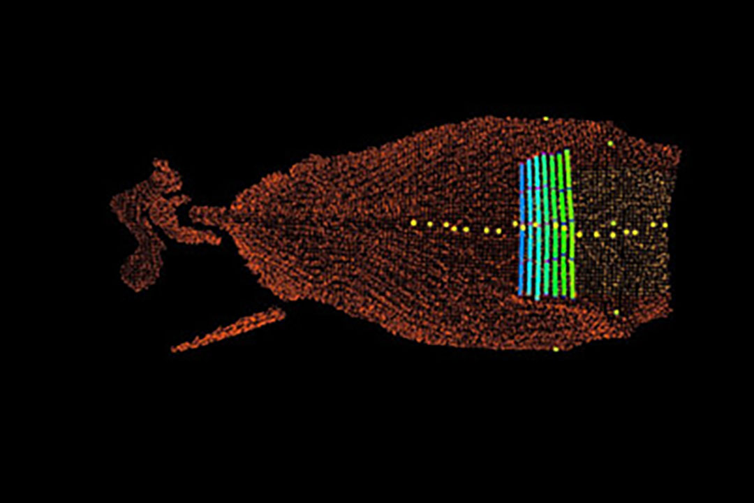 Dorsal view of a cow showing critical points to determine body condition. Photo: Dellait